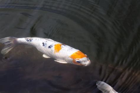 錦鯉魚壽命|錦鯉魚分類認識及養殖環境 – 寵物百科